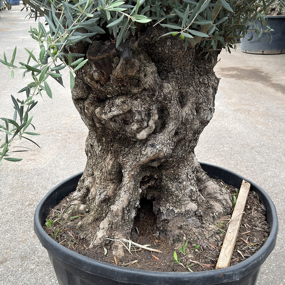 Olijfboom bonsai - 280 cm