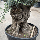 Olijfboom bonsai - 280 cm