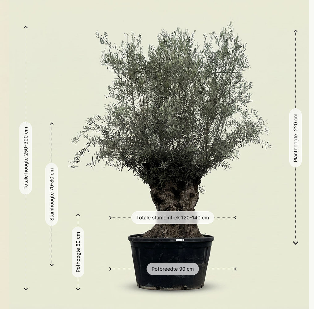 Olijfboom bonsai - 280 cm