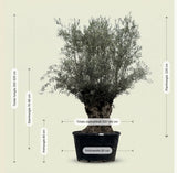 Olijfboom bonsai - 280 cm