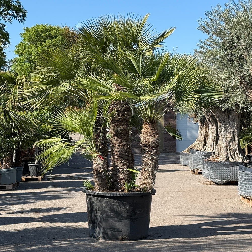Europese dwergpalm meerstammig - 280 cm