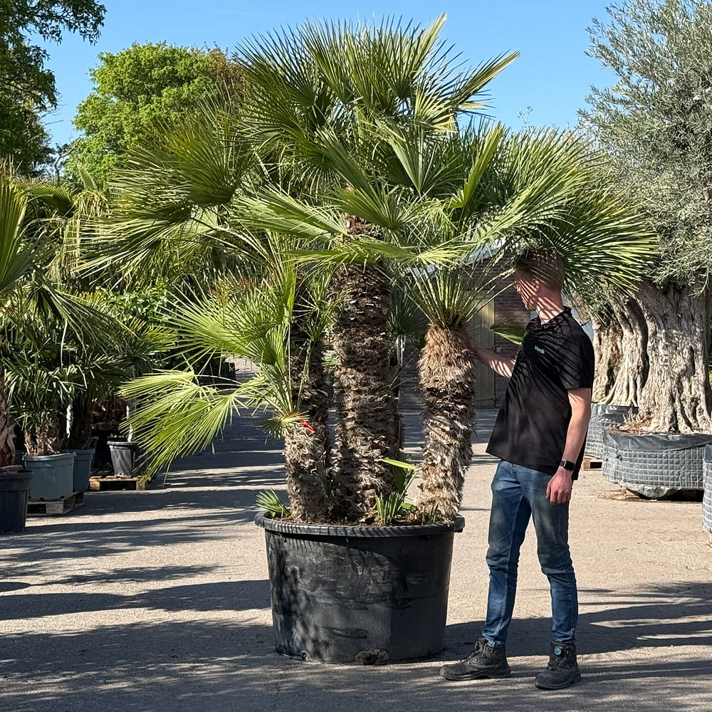Europese dwergpalm meerstammig - 280 cm
