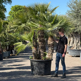 Europese dwergpalm meerstammig - 280 cm