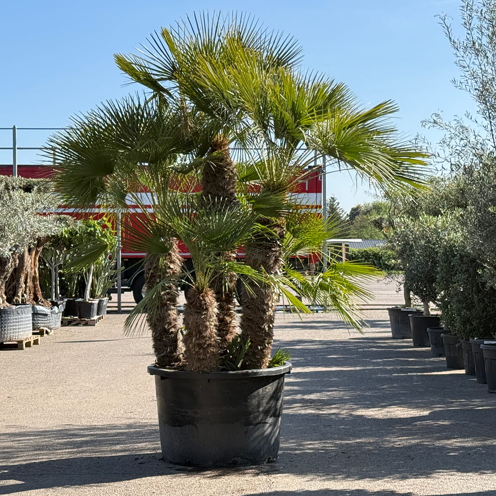 Europese dwergpalm meerstammig - 280 cm