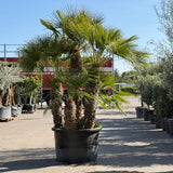 Europese dwergpalm meerstammig - 280 cm