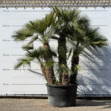 Europese dwergpalm meerstammig - 280 cm