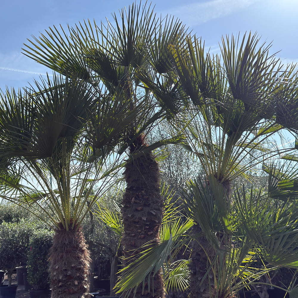 Europese dwergpalm meerstammig - 280 cm