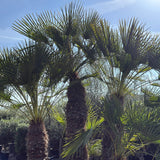 Europese dwergpalm meerstammig - 280 cm
