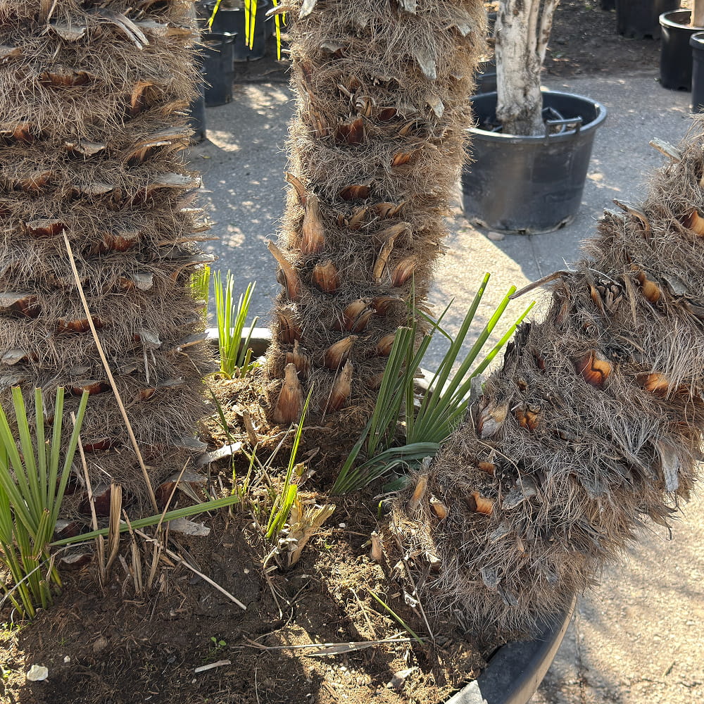 Europese dwergpalm meerstammig - 280 cm