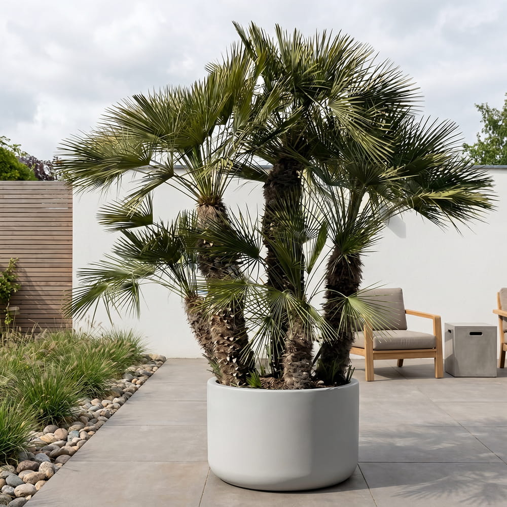 Europese dwergpalm meerstammig - 280 cm