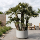 Europese dwergpalm meerstammig - 280 cm