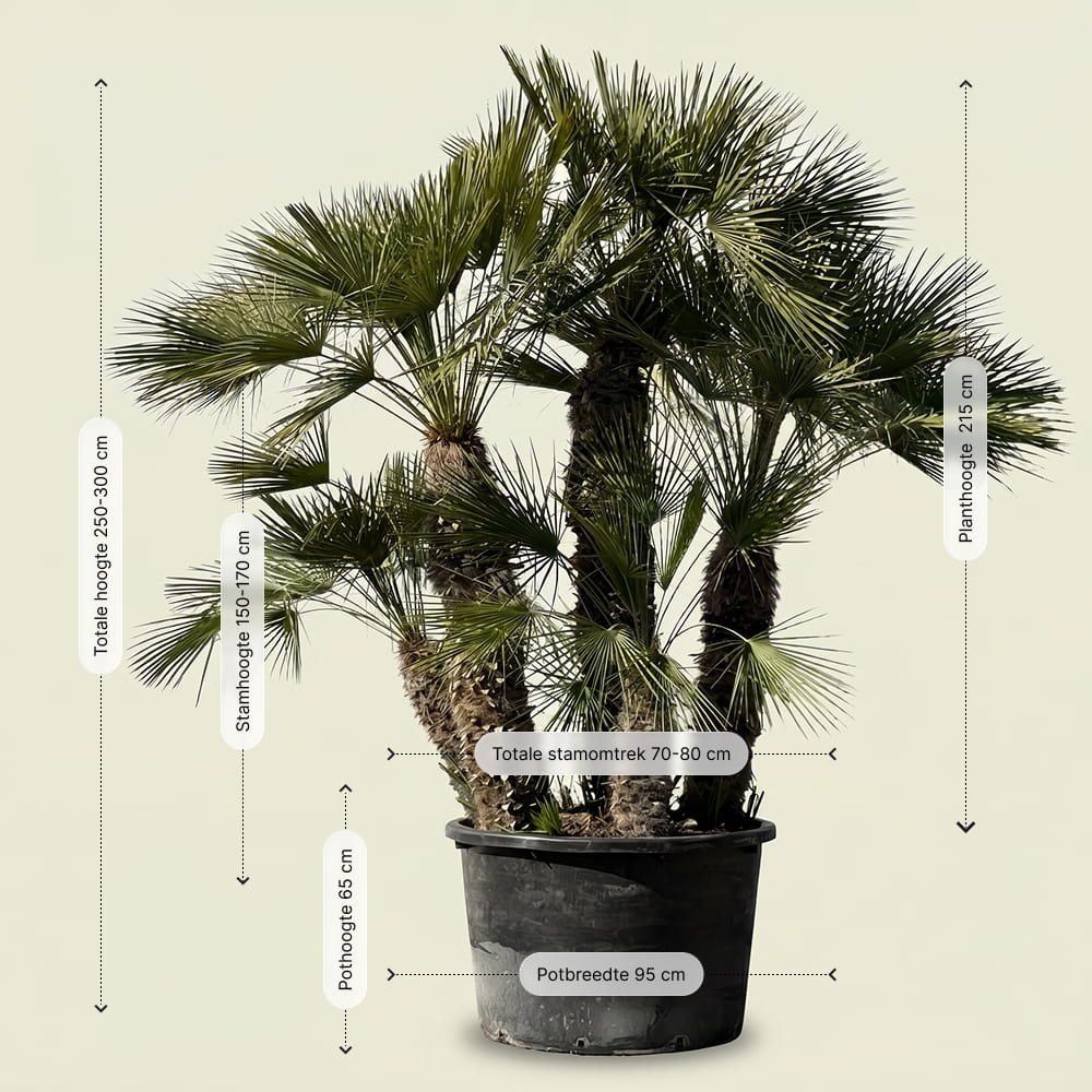 Europese dwergpalm meerstammig - 280 cm