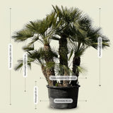 Europese dwergpalm meerstammig - 280 cm