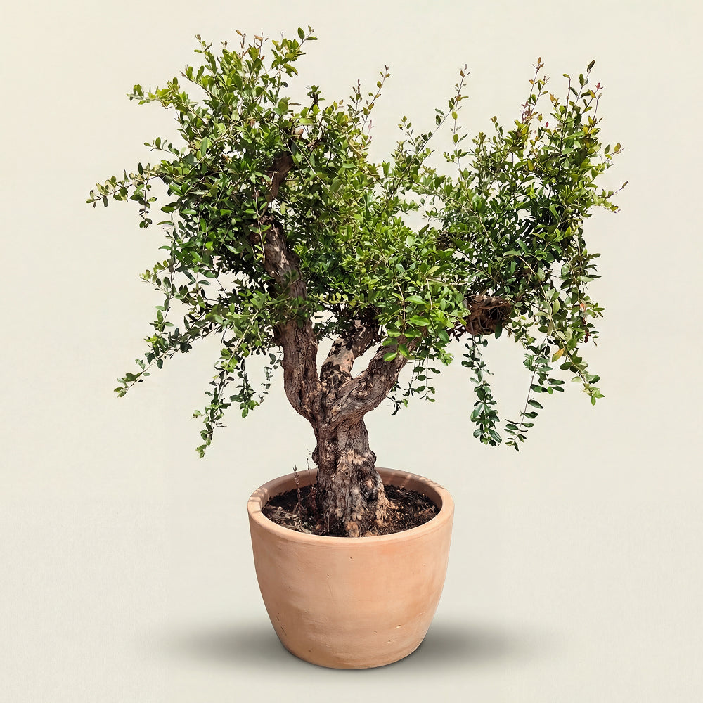 Granaatappelboom - 250 cm