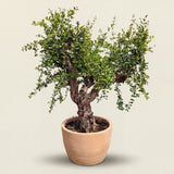 Granaatappelboom - 250 cm