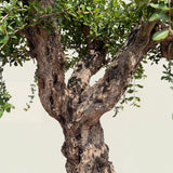 Granaatappelboom - 250 cm