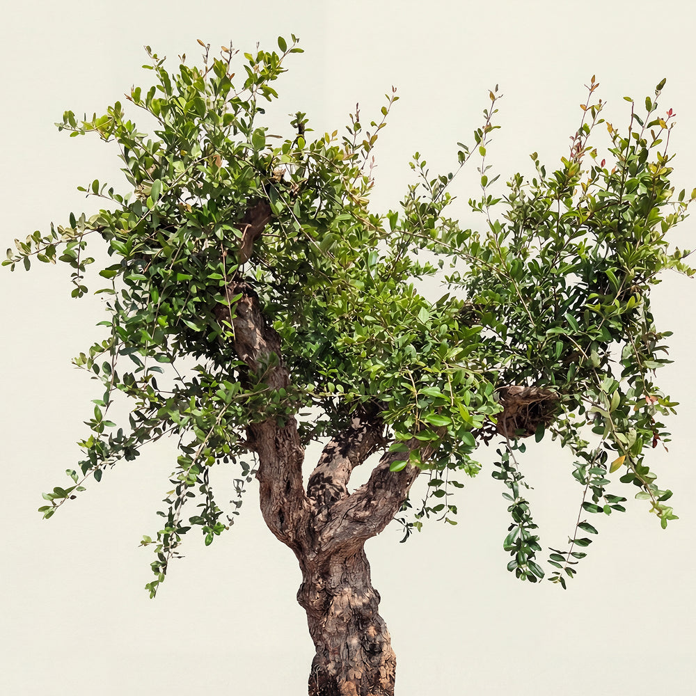Granaatappelboom - 250 cm