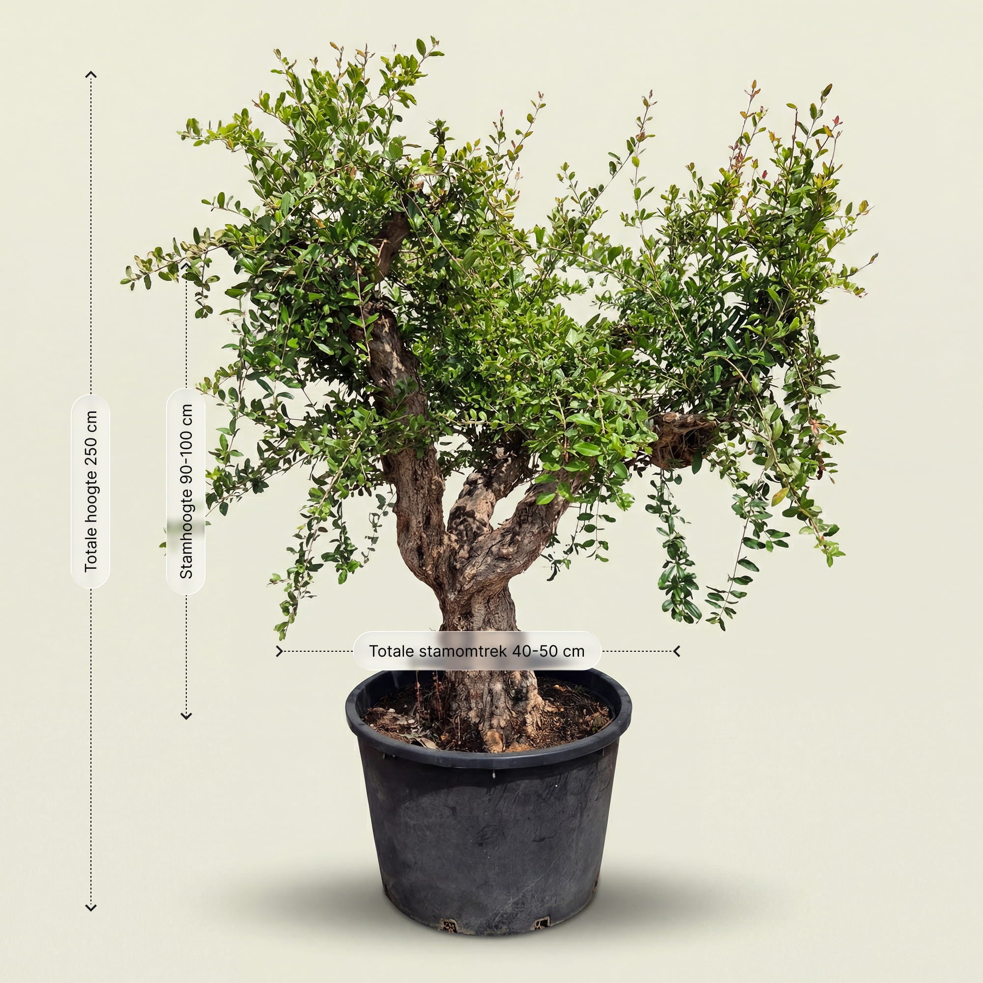 Granaatappelboom - 250 cm