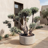 Meerstammige olijfboom met etagekroon