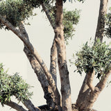 Meerstammige olijfboom met etagekroon