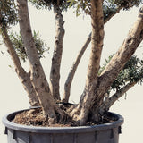 Meerstammige olijfboom met etagekroon