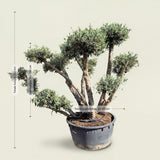 Meerstammige olijfboom met etagekroon