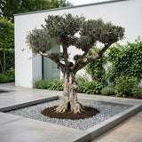 Olijfboom met pompom-kroon