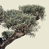 Olijfboom met pompom-kroon