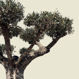 Olijfboom met pompom-kroon