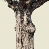 Olijfboom met pompom-kroon