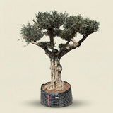 Olijfboom met pompom-kroon