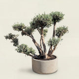 Meerstammige olijfboom met etagekroon